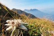 34 Stella alpina con vista in Grem e Alben